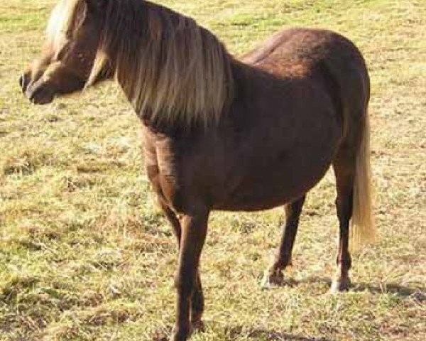 Zuchtstute Libelle (Dt.Part-bred Shetland Pony, 1995, von John vom Heidehof)