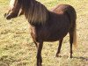 Zuchtstute Libelle (Dt.Part-bred Shetland Pony, 1995, von John vom Heidehof)