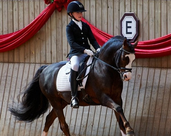 stallion Moelgarnedd Montana (Welsh-Pony (Section B), 1996, from Eyarth Tomahawk)