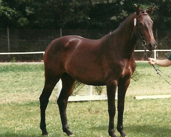 broodmare Allora (Holsteiner, 1986, from Lincoln)