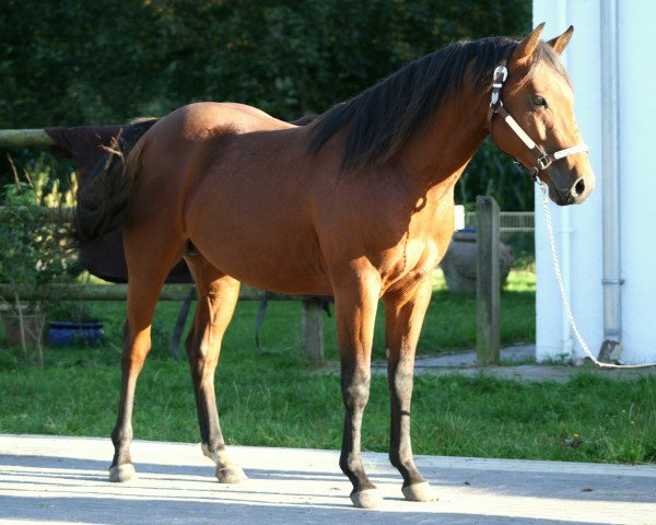 Pferd Furys Smart Revenge (Quarter Horse, 2013, von Bingo Starlight)