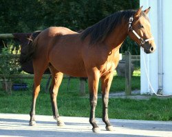 Pferd Furys Smart Revenge (Quarter Horse, 2013, von Bingo Starlight)