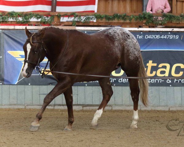 horse BB Coloured Pele (Appaloosa, 2011, from BB Coloured Jumpy)