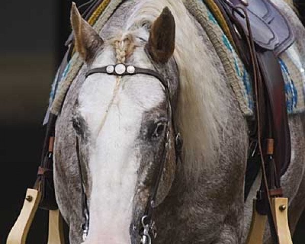 stallion BB Coloured Jumpy (Appaloosa, 2000, from BB Coloured Wonder)