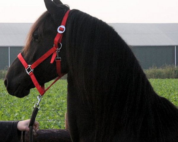 broodmare ilke (Friese, 2010, from Harmen)