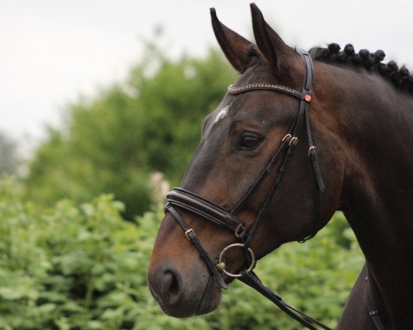 horse Gismo 555 (Hanoverian, 2003, from Goethe)