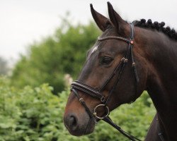 dressage horse Gismo 555 (Hannoveraner, 2003, from Goethe)