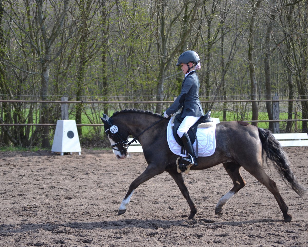 broodmare Donnerfee 59 (Kleines Deutsches Pony, 1995, from Brantop's Valou)