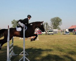 jumper Cobolt 6 (German Sport Horse, 2006, from Cellestial)