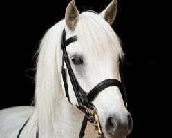 dressage horse Kinzighausen Golden Muffin (Connemara Pony, 2003, from Glaskopf Golden Malcolm)