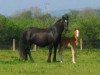 Zuchtstute Fronarth Bet (Welsh-Cob (Sek. D), 1994, von Ceredigion Tywysog)