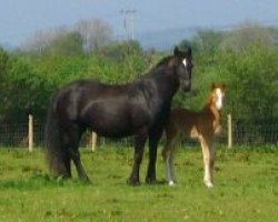 broodmare Fronarth Bet (Welsh-Cob (Sek. D), 1994, from Ceredigion Tywysog)