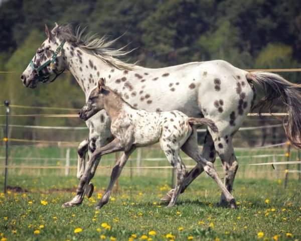 horse Foxy Princess Annie (Appaloosa, 2007)