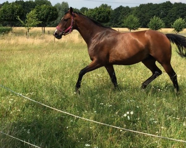 broodmare Jandia (Rhinelander, 2004, from Jacquare)