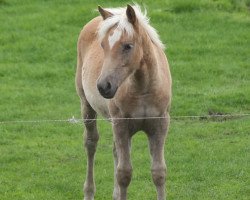 Springpferd Armonare (4,20% ox) (Edelbluthaflinger, 2015, von Amorino (6,84% ox))