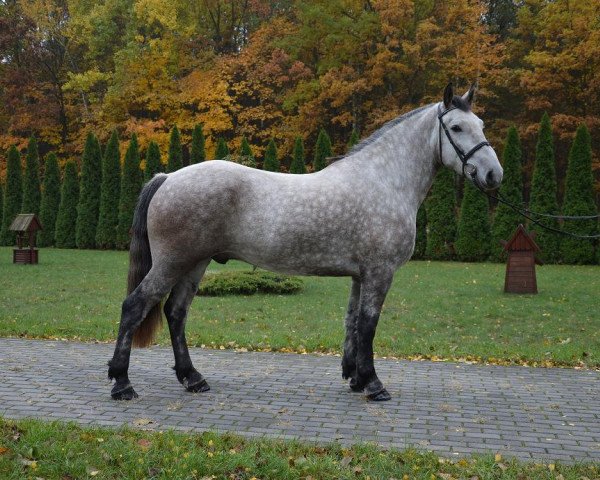 Pferd Bobi (Polnisches Warmblut, 2009)