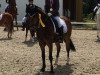 dressage horse Poker 81 (Polish Pony, 2006, from Corado)