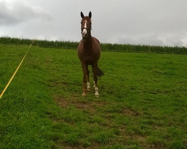 dressage horse Darling (German Warmblood, 2000, from Donatelli I)