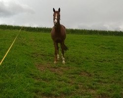 Dressurpferd Darling (Deutsches Reitpferd, 2000, von Donatelli I)