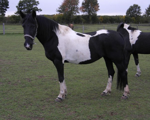 broodmare Sky 26 (Pinto,  , from Camaro)