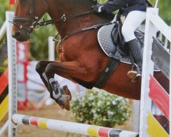 jumper Tom 82 (German Riding Pony, 1991, from Rosedale Tiberius)