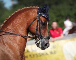 dressage horse Duesmann (German Riding Pony, 2004, from Der feine Lord AT)