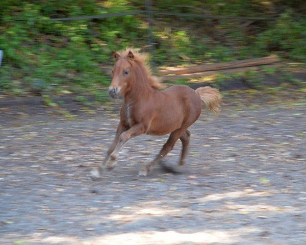 horse Isarons Dandy Man (Shetland Pony, 2015, from Daan van de Bekkenkamp)