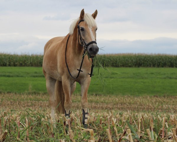 horse Astor (Haflinger, 2000, from Antinor)