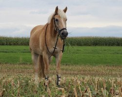 Pferd Astor (Haflinger, 2000, von Antinor)