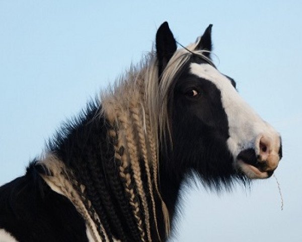 Zuchtstute Pingin (Tinker / Irish Cob / Gypsy Vanner, 2006, von Pontus of Source Valley)