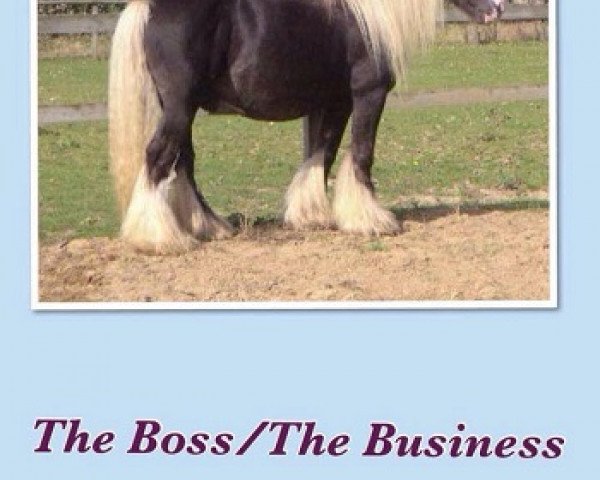 stallion The Boss AKA the Business (Tinker / Irish Cob / Gypsy Vanner, 1990, from The Real Boss (UK))