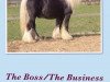 stallion The Boss AKA the Business (Tinker / Irish Cob / Gypsy Vanner, 1990, from The Real Boss (UK))