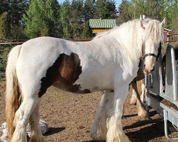 broodmare Fantasy Snow White (Tinker / Irish Cob / Gypsy Vanner, 2007, from The Boss AKA the Business)