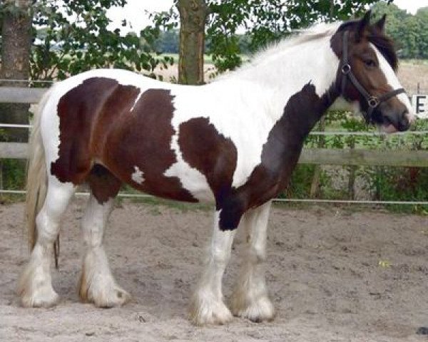 broodmare Cheyenne van Gipsy Spirit (Tinker / Irish Cob / Gypsy Vanner, 1998, from Unknown Tinker)