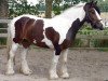 broodmare Cheyenne van Gipsy Spirit (Tinker / Irish Cob / Gypsy Vanner, 1998, from Unknown Tinker)