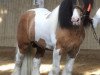 Deckhengst Cillbarra Golden Vale (Tinker / Irish Cob / Gypsy Vanner, 2002)