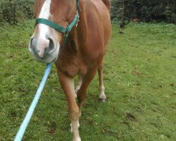 dressage horse Lord Fantasie (German Sport Horse,  , from Lord Fantastic)