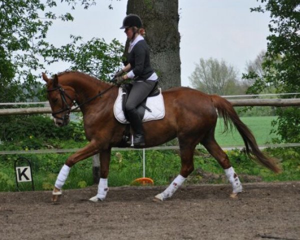 dressage horse Laurenzia (German Sport Horse, 2010, from Sir Lausitz)