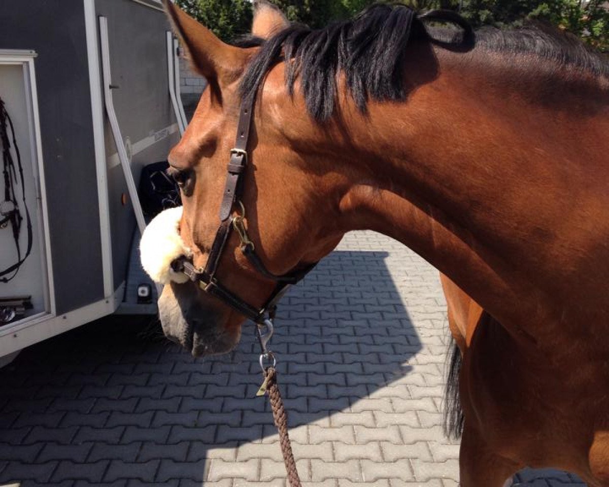 Zuchtstute Nanu A (Deutsches Reitpony, 2008, von Nashville WH)