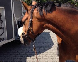 broodmare Nanu A (German Riding Pony, 2008, from Nashville WH)