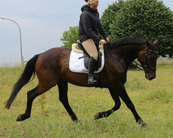 dressage horse Graf Gambit (Hanoverian, 2006, from Grafenstolz)