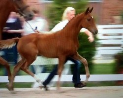 broodmare Future HP (Hanoverian, 2010, from Fidertanz)