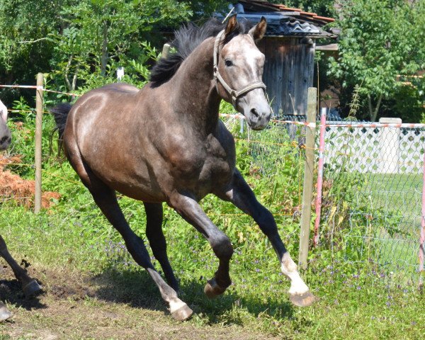 Pferd Franco (Österreichisches Warmblut, 2013, von Faustus)