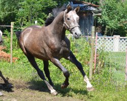 horse Franco (Austrian Warmblood, 2013, from Faustus)