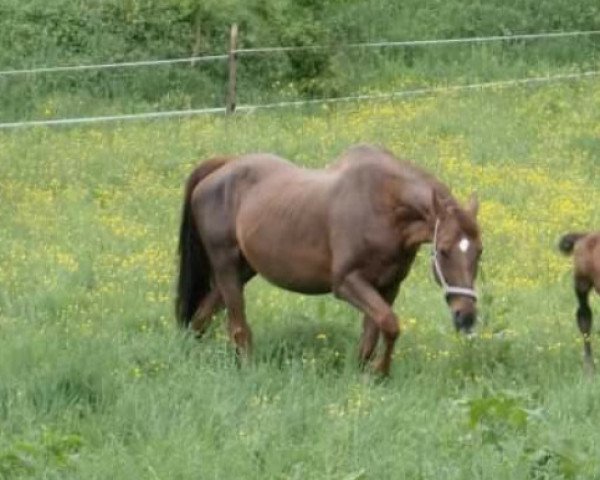 Zuchtstute Aristokratin (Westfale, 1993, von Aldato)