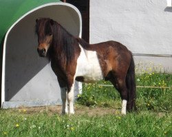 horse Isarons Kir Royal (Shetland Pony, 2013, from Kronprinz van den Niederlanden)