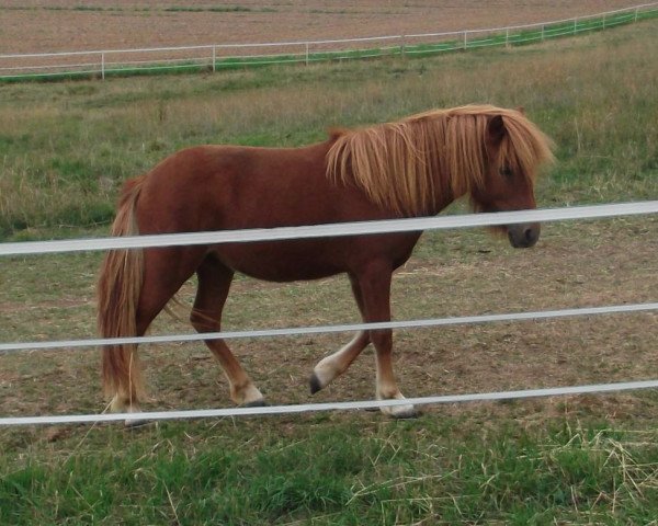 Zuchtstute isarons Florentina (Shetland Pony, 2014, von Daan van de Bekkenkamp)