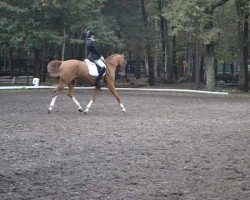 dressage horse Rednex 25 (Württemberger, 2008)