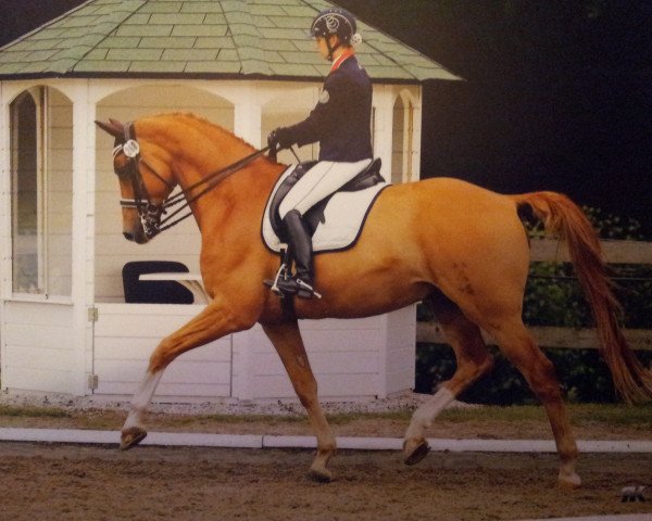 dressage horse Locksley's Son (Hanoverian, 2006, from Locksley I)