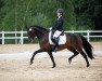 dressage horse Feivel K (German Riding Pony, 2010, from Folklore)